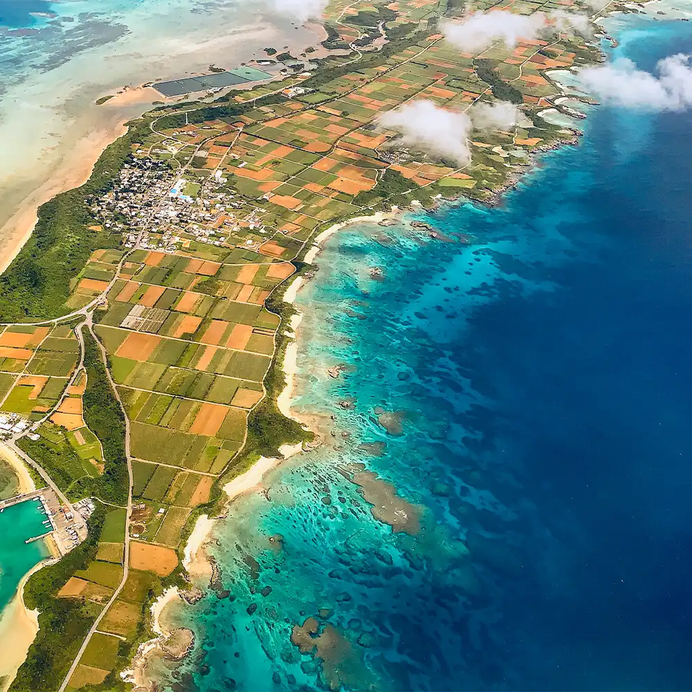 宮古島の自然に育つタチアワユキセンダングサ