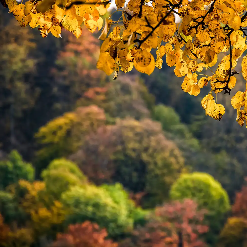 自然由来素材へのこだわり