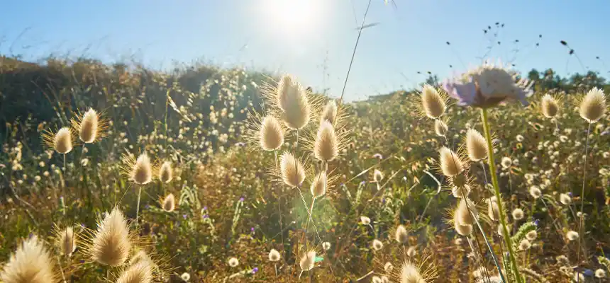 秋の花粉症